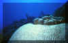 brain coral.JPG (97478 bytes)