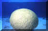 Standalone brain coral.JPG (596666 bytes)