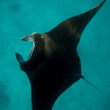 Manta